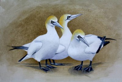 Gannets Acrylic on Canvas